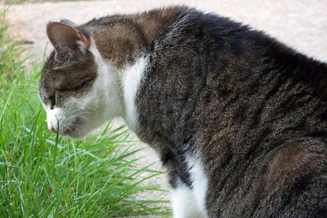 Густые слюни у кота. у котенка текут слюни — причины и лечение