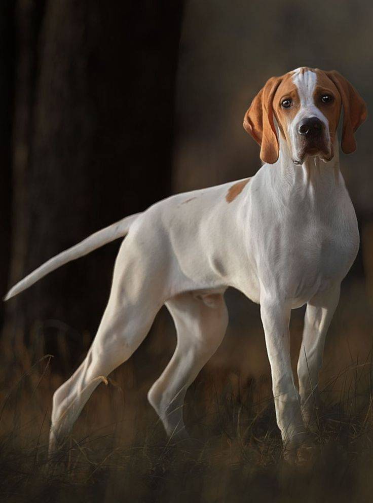 Собака пойнтер - все особенности охотничьей породы: отзывы, характер, история, содержание, фото, видео, питание