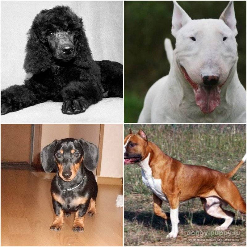 Топ самых дорогих собак в мире и в россии: описание пород и сколько стоят щенки