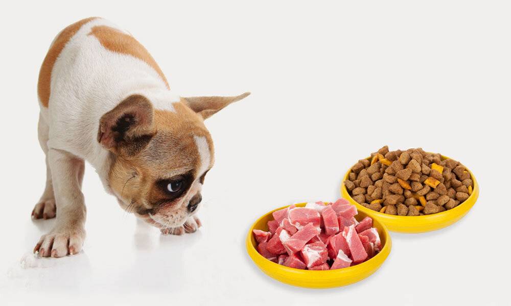Сырое мясо для собаки – польза или вред?