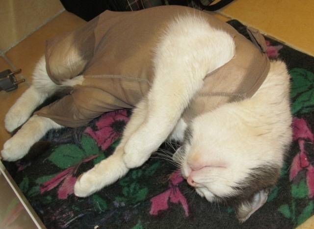Бандаж для кошки после стерилизации своими руками: как сделать