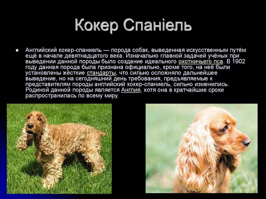 Континентальный той-спаниель: как выглядит на фото папийон и фален с волнистой шерстью, а также описание породы собак