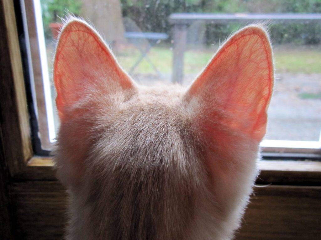 Кошка трясет головой и чешет уши