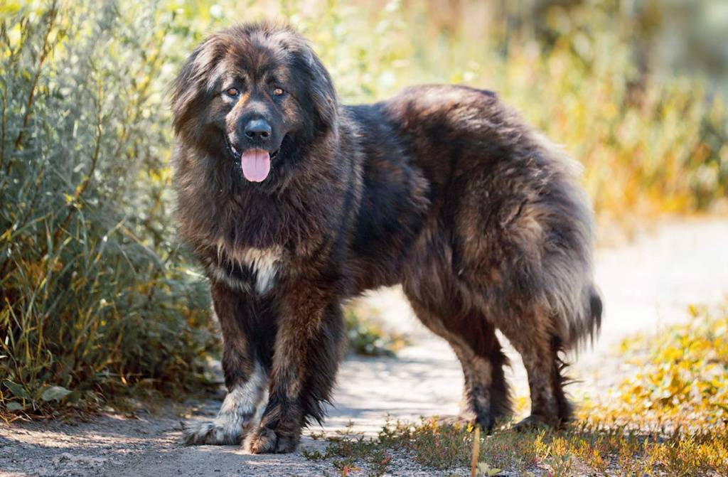 Порода собак кавказская овчарка, описание и характер, а также сколько стоит породистый щенок