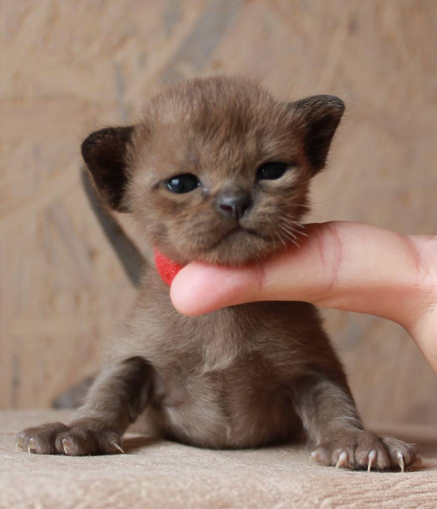 9 самых маленьких пород кошек — мини кошки