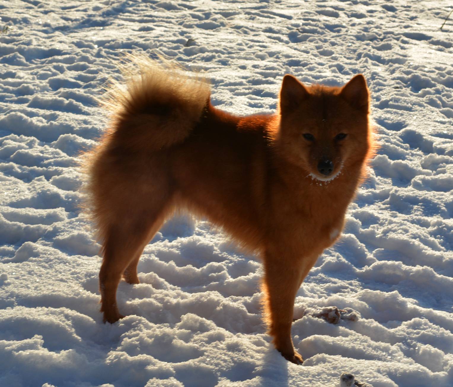 Финский шпиц: фото, цена на щенков, описание породы, отличия от других собак, характер