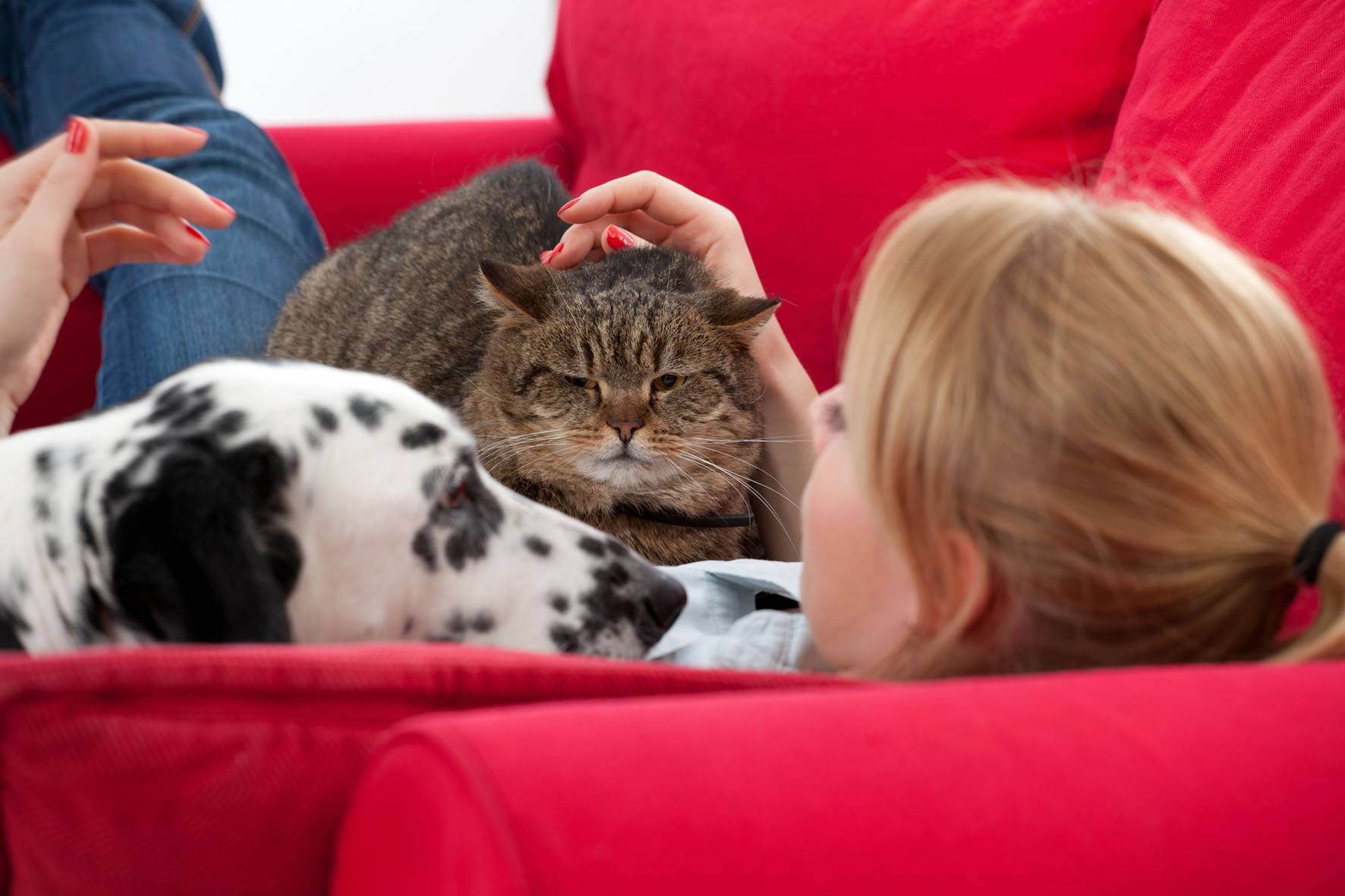 Как подружить в одной квартире кота и кошку: полезные советы
