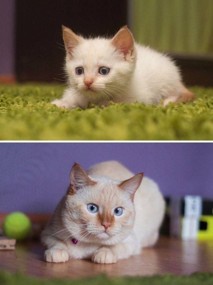 Объявления кошки, котята в москве: купить котят, продажа котят