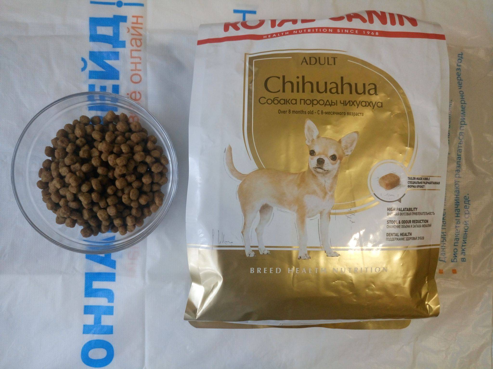 Чем кормить чихуахуа в домашних условиях