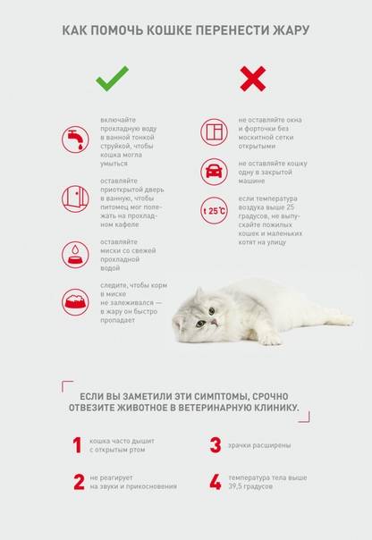 Гидроторакс у кошек: причины и лечение