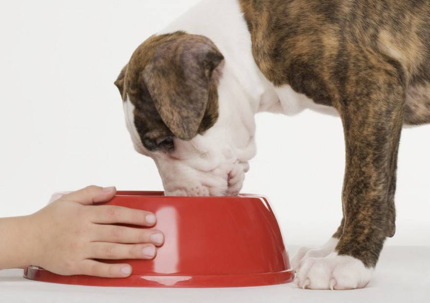 Польза и вред молока для собак: разрешается ли давать щенкам и взрослым