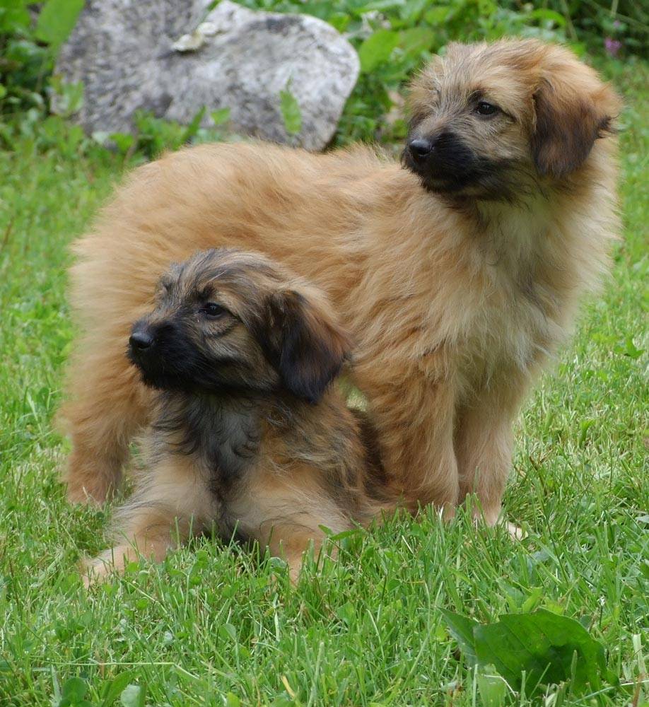 Пиренейская горная собака – описание и характер породы большой пиренейской овчарки