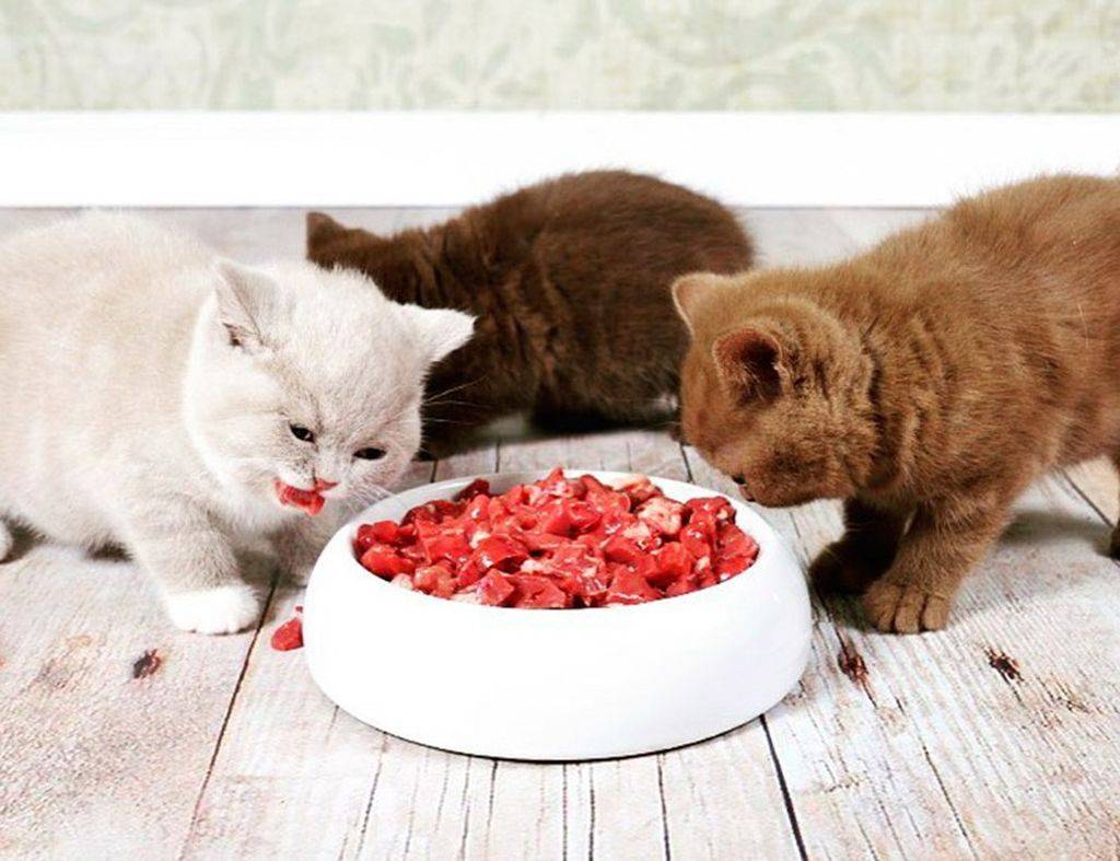 Можно ли давать кошке мясо: какое мясо можно давать кошке, рацион, режим и нормы кормления