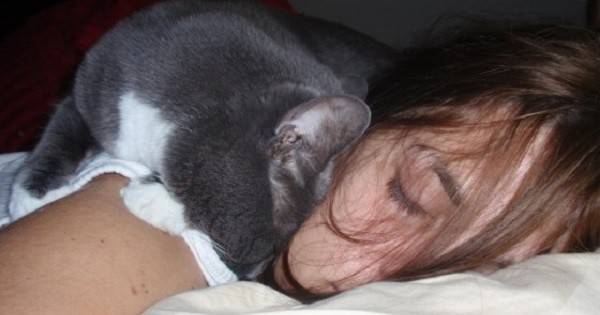 Почему кошки любят спать с хозяевами: привилегия или необходимость. рассуждения опытных заводчиков