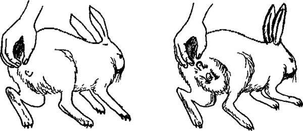 Как правильно случать кроликов, чтобы получить здоровое и выносливое потомство?