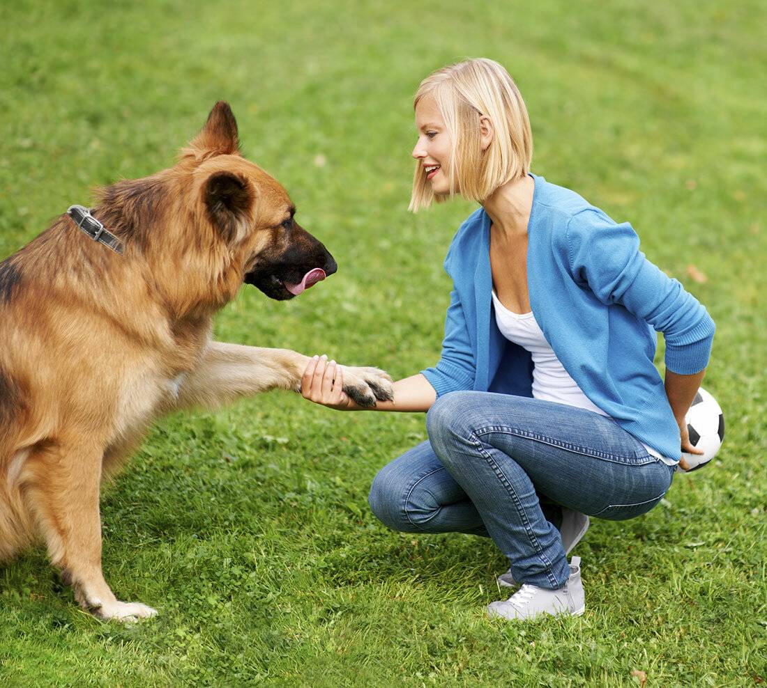 Общий курс дрессировки собак: что такое курс окд для собак, как научить собаку командам