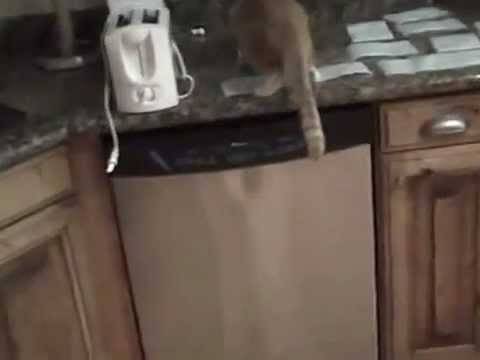 Как отучить кота лазить на кухонный стол: лайфхаки по воспитанию кошки