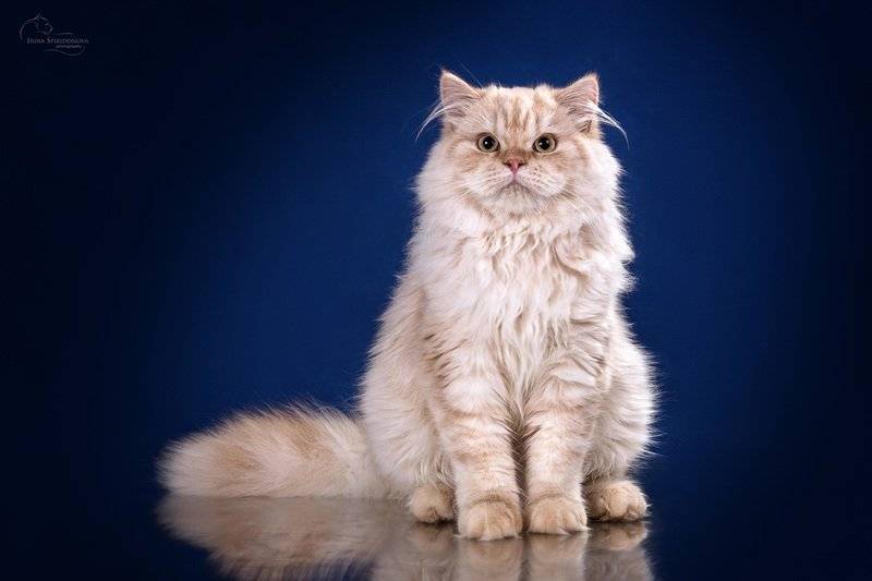Британская длинношерстная кошка: фото, описание породы, цена
