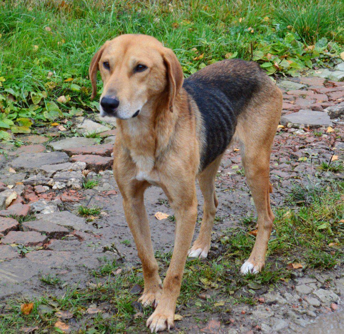 Порода собак русская гончая: фото, видео, описание породы и характер