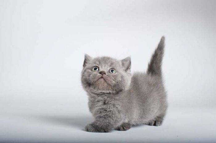Карликовые коты и кошки: какая порода признана самой маленькой в мире, особенности