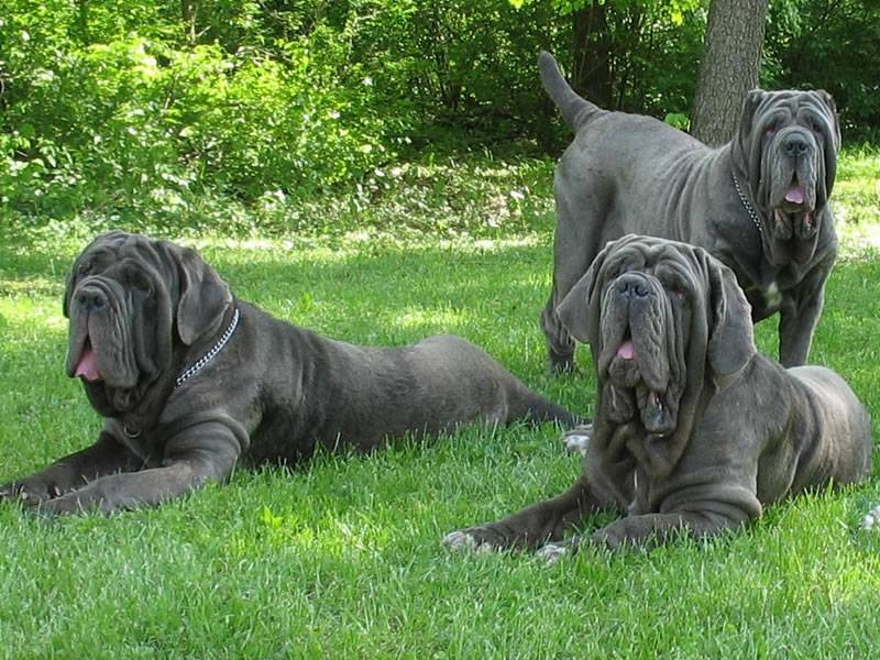Породы самых больших собак в мире