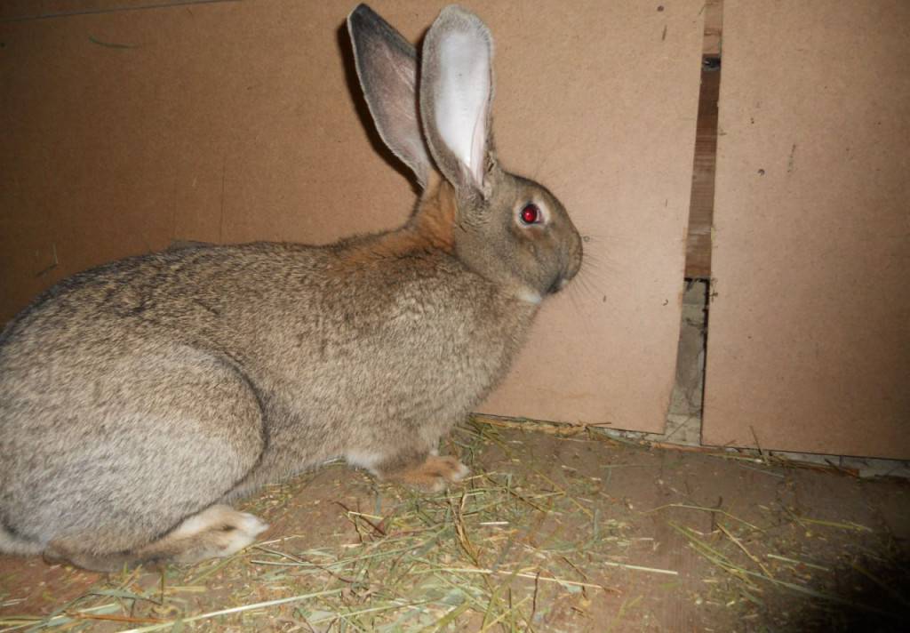 Кролики породы фландр: описание и внешний вид, особенности содержания и ухода, разведение