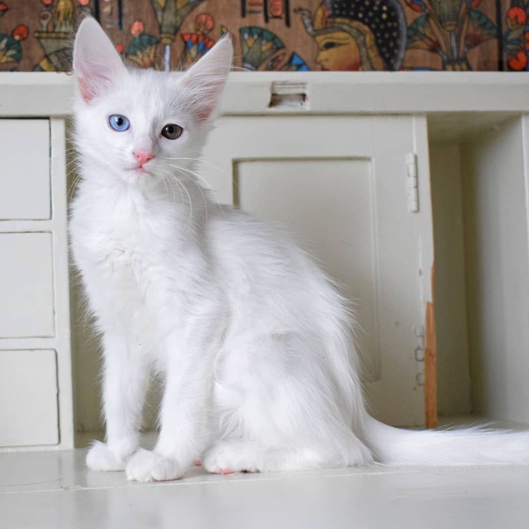 Турецкая ангора: описание породы и характера, повадки кошки