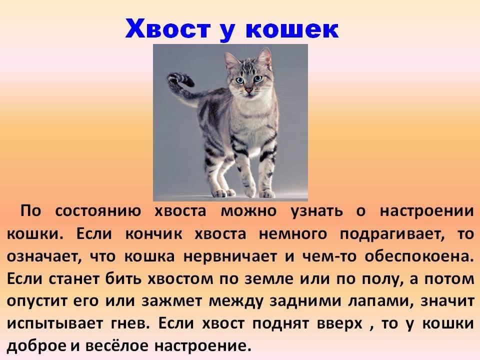 Для чего кошке хвост? какое он имеет значение? почему нельзя дергать и тянуть животное за хвост? почему кот трясет и влияет хвостом? зачем коты бегают за своим хвостом?
