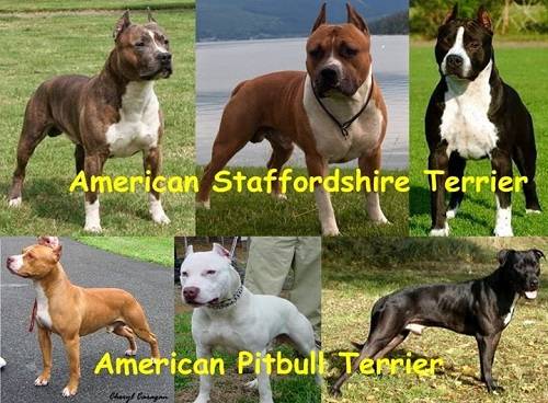 Какие есть отличия между стаффордом и питбультерьером — фото собак, разница в характере и особенности содержания