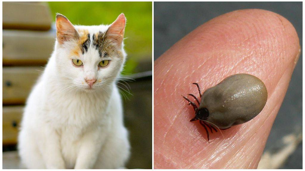 Клещ на кошке: что делать, если кота укусил паразит