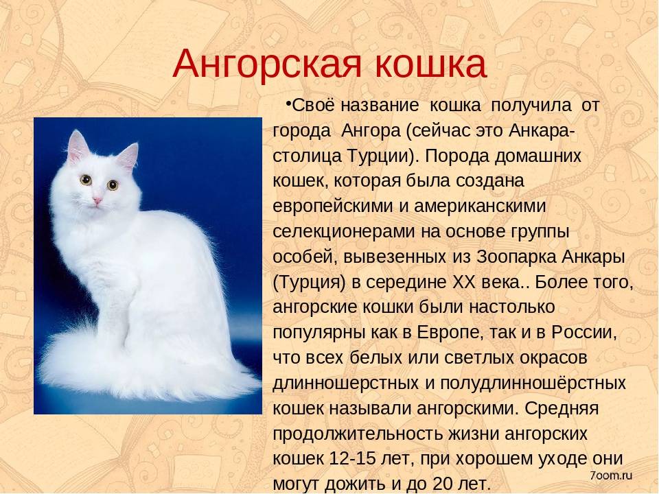 Как вырастить ангорских котов в домашних условиях: описание породы, правила выбора и уход за кошкой, цены