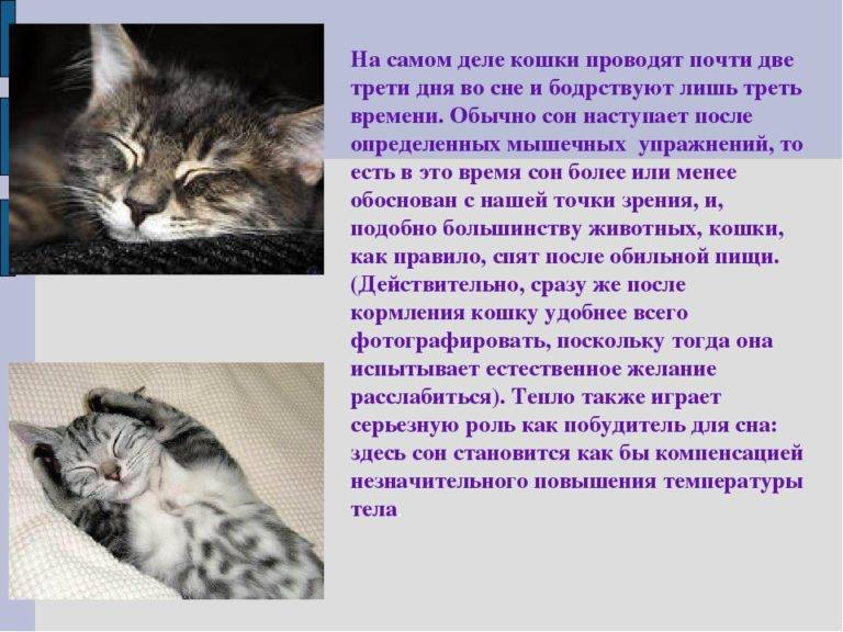 Сонник кошка с маленькими котятами. к чему снится кошка с маленькими котятами видеть во сне - сонник дома солнца