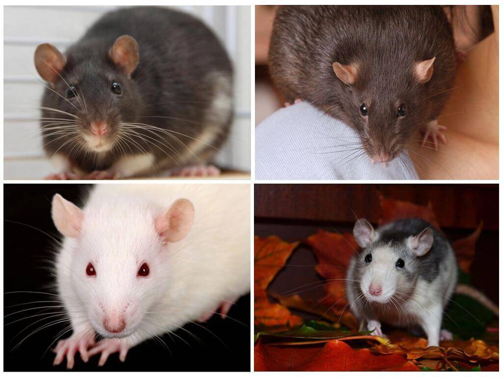 7 плюсов и 7 минусов домашних крыс