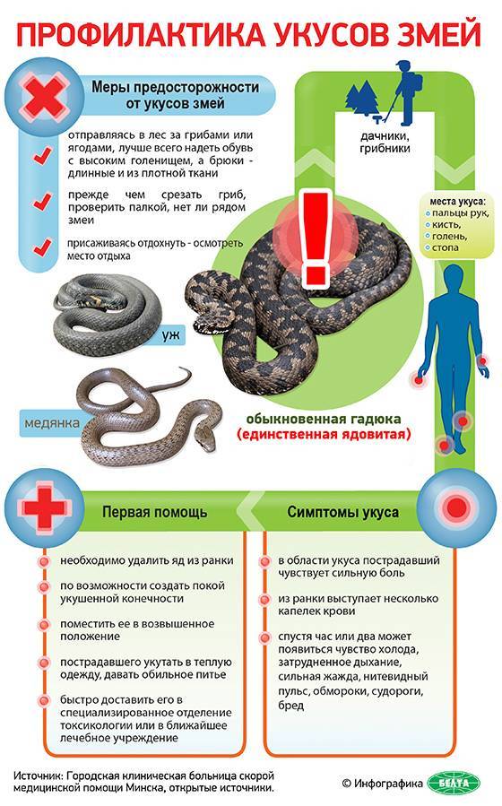 Как защититься от змей на даче и в лесу на supersadovnik.ru
