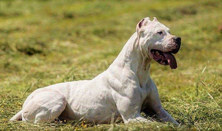 Подробное описание и характеристика породы собак аргентинский дог