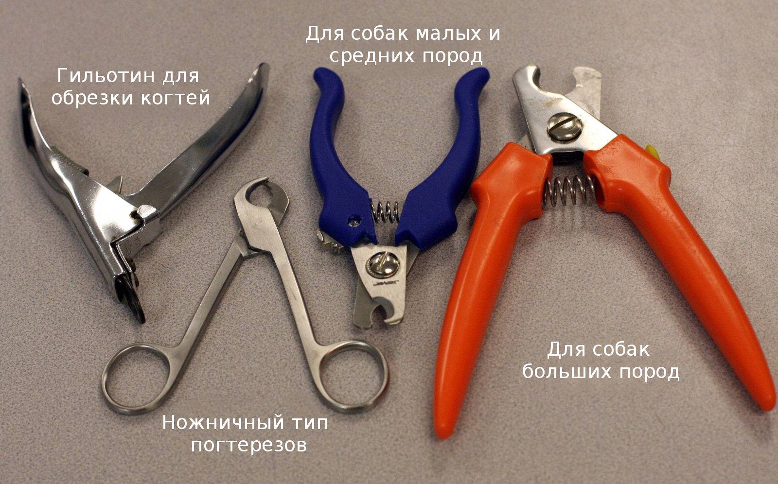 Уход за когтями и лапами собак: подрезание, особенности обработки зимой, какие инструменты и предметы требуются, можно ли подстричь обычными ножницами для ногтей