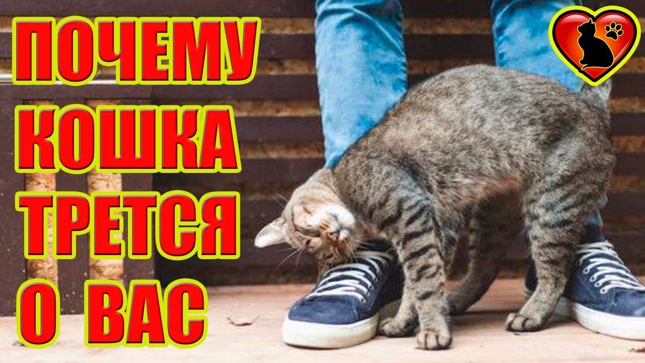 7 способностей бездомных кошек, которые помогают им выживать - gafki.ru