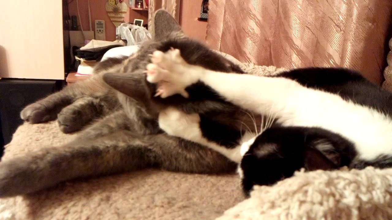 Почему кошки мнут лапами мягкое одеяло, человека и что это значит