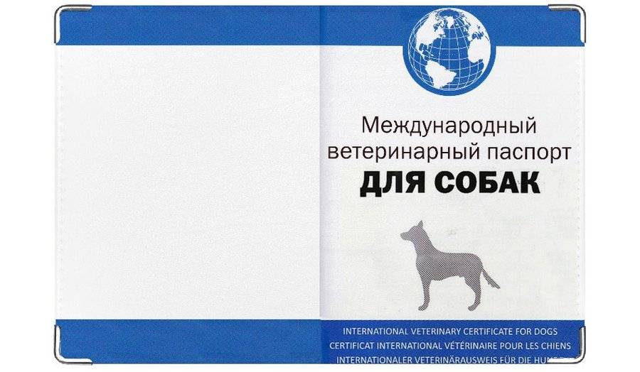 Паспорт для кошки: ветеринарный, международный, для оформления родословной