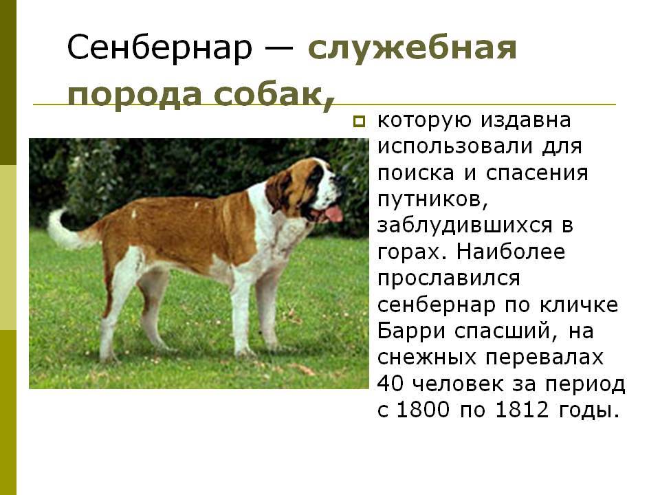 Сторожевые породы собак с фото для частного дома и квартиры