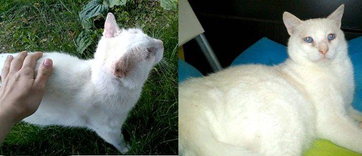 Почему белые и голубоглазые кошки глухие от рождения? - gafki.ru