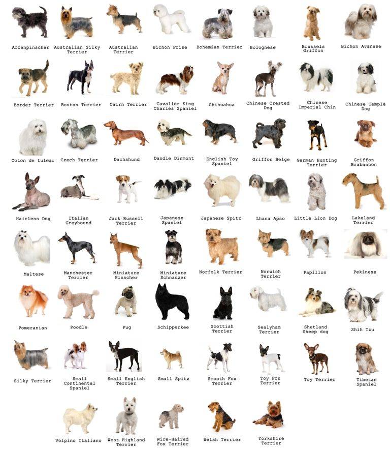 Маленькие породы собак. описание, особенности, названия и виды маленьких собак