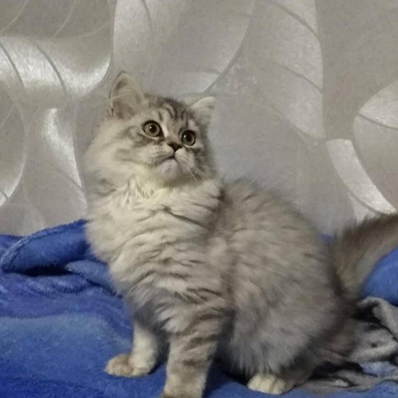 Скоттиш-страйт: 45 фото, цена котенка, окрасы и характер шотландской прямоухой кошки