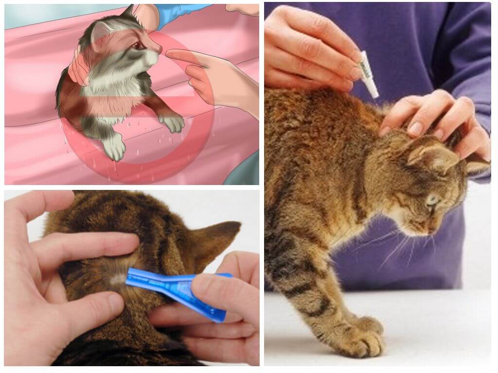 Как дать таблетку кошке