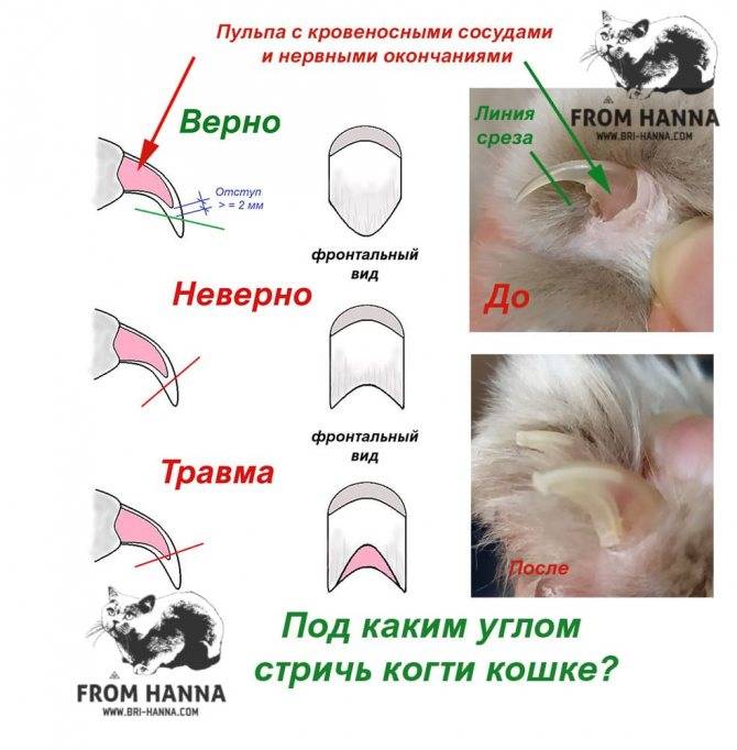 Как подстричь когти собаке в домашних условиях: инструкция, фото и видео - kotiko.ru