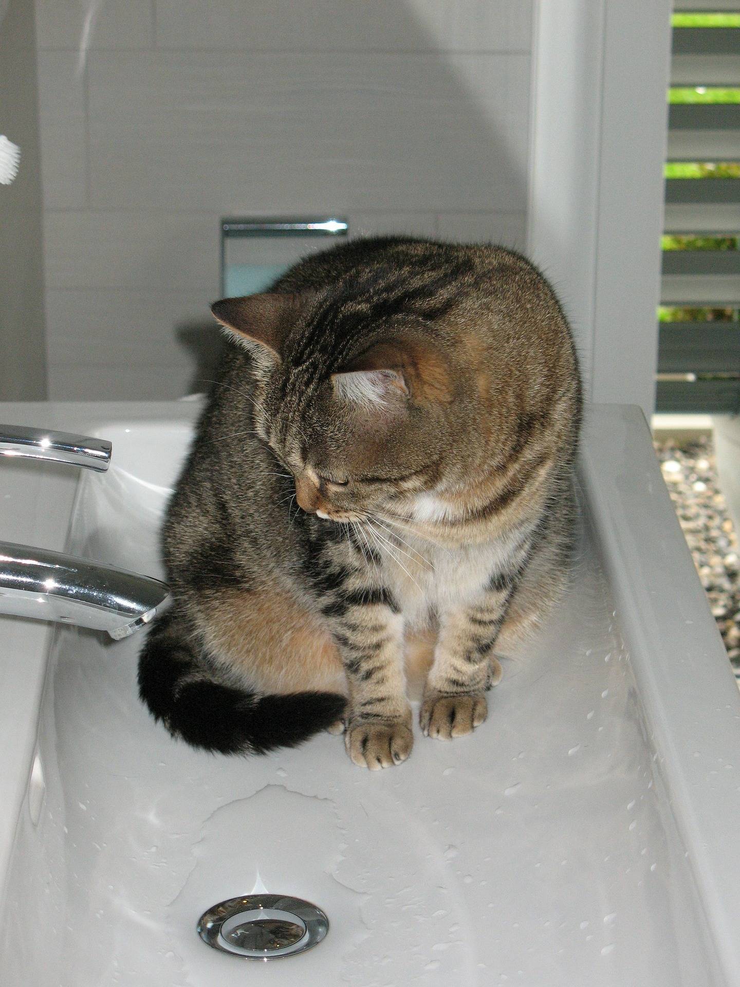 Почему кошки и коты боятся воды? страх перед водой: правда или миф?