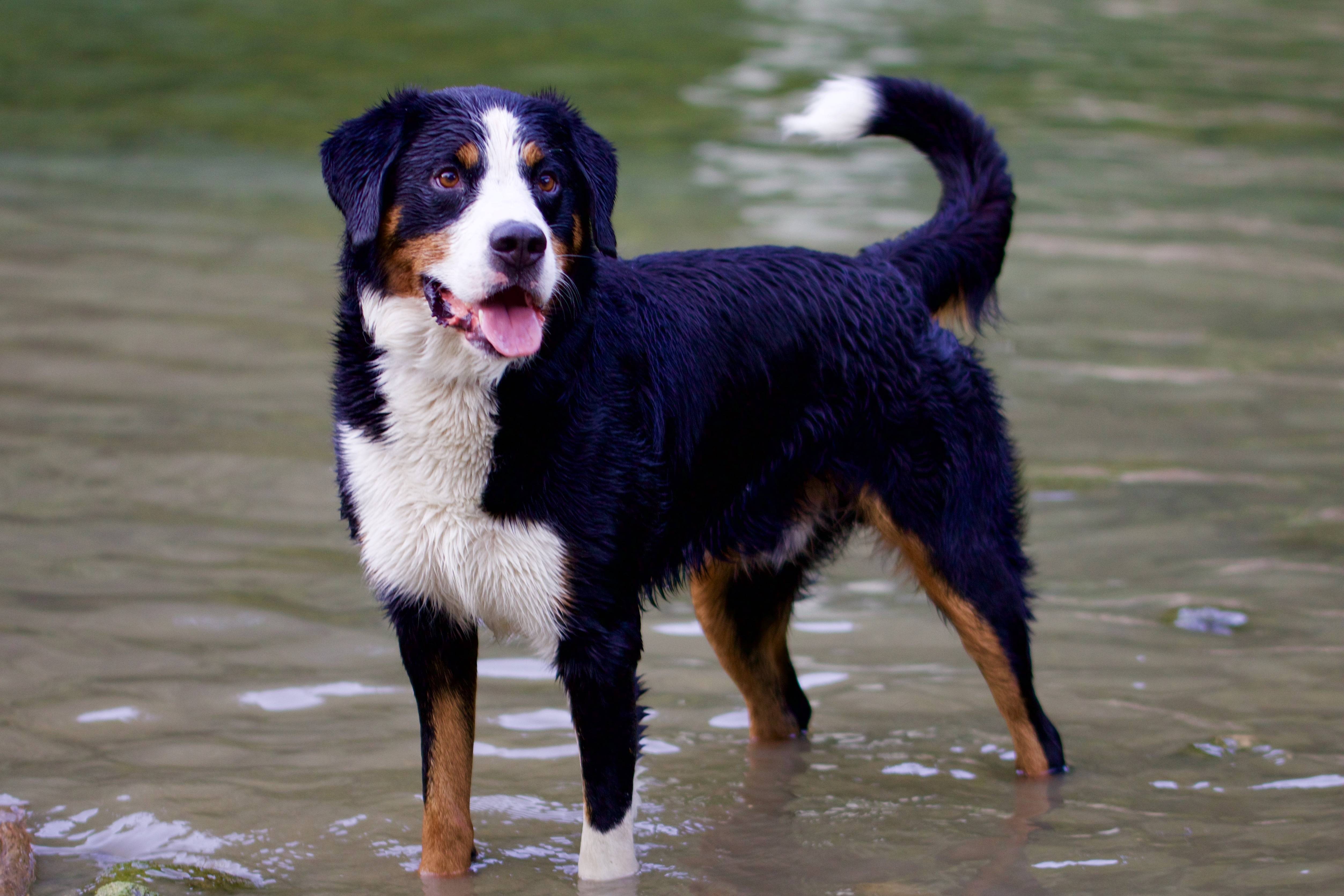 Описание породы собак аппенцеллер зенненхунд с отзывами владельцев и фото