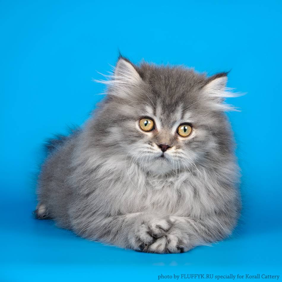 Хайленд страйт – шотландская прямоухая длинношерстная кошка