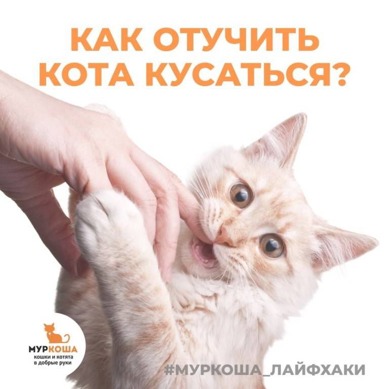 Как отучить кота кусаться или царапаться: причины агрессии, что делать если животное нападает, рекомендации по методике воспитания