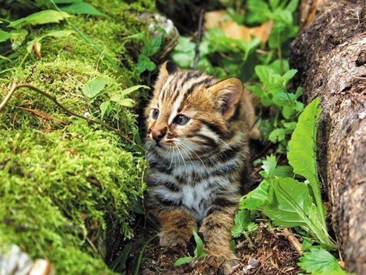 Дальневосточный лесной кот (амурский): как выглядит, фото, среда обитания, содержание в неволе